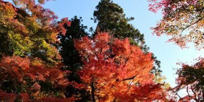 Ремонт Isuzu: полное руководство